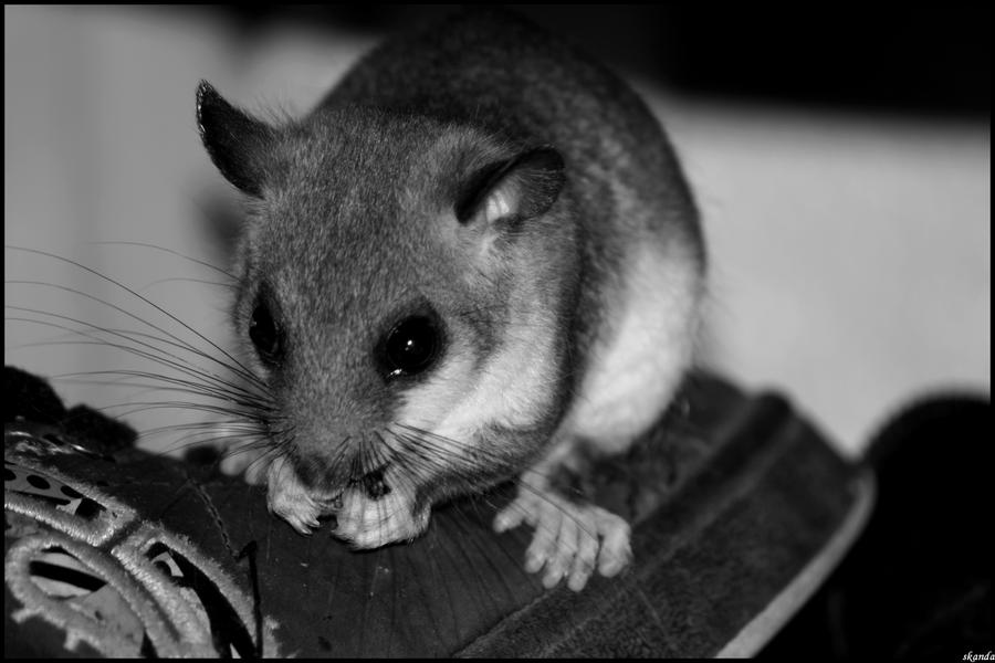 Mon Bebe Loir By Skandajune On Deviantart Mon Bebe Loir By Skandajune On Deviantart