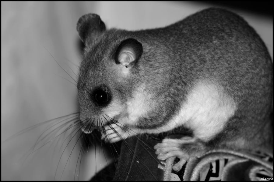 Mon Bebe Loir 2 By Skandajune On Deviantart Mon Bebe Loir 2 By Skandajune On Deviantart