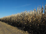 Corn Stalks by krissybdesignsstock