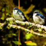 Blue-and-white Swallows