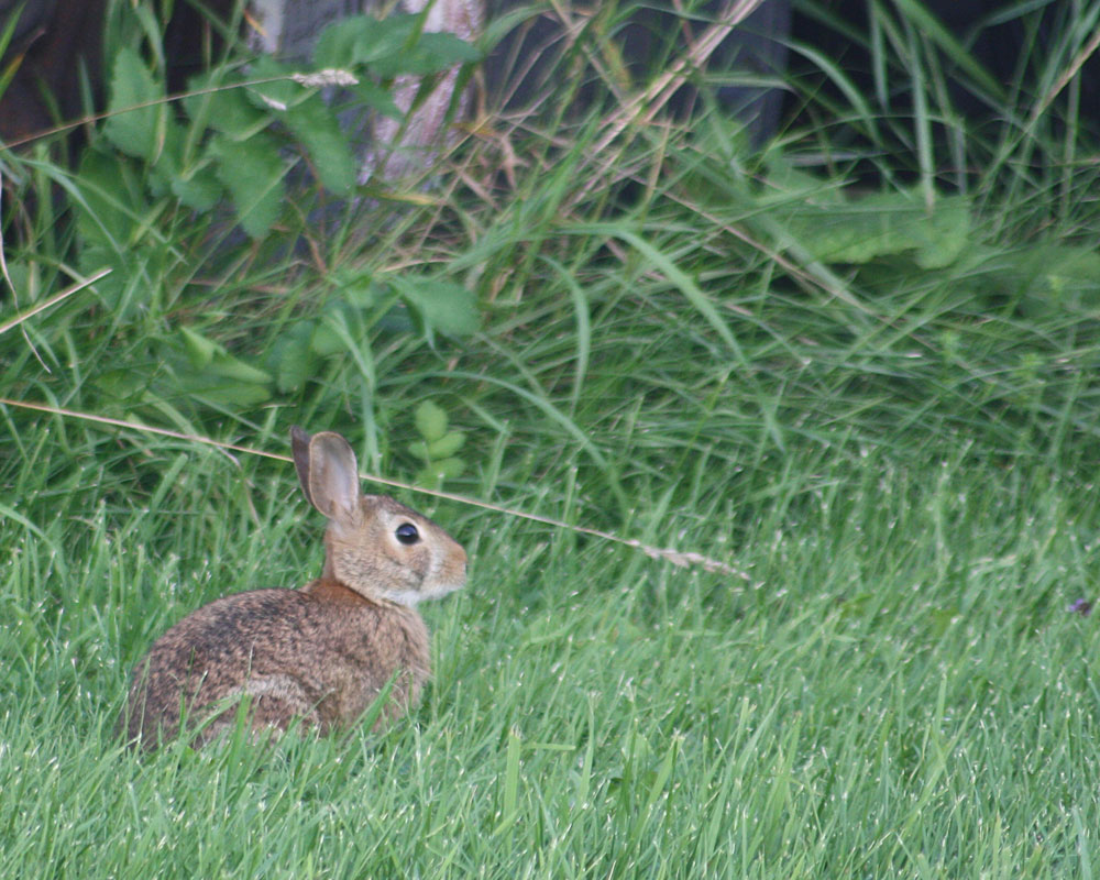 rabbit