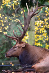 Bull Elk @ Woodland Park Zoo