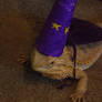 WIZARD LIZARD