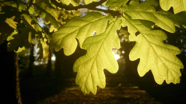 Hojas frente al sol