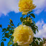 Yellow flowers