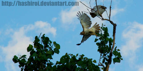 red tailed hawks