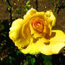 Yellow Rose