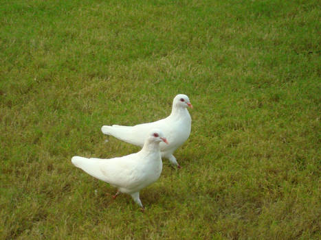 pigeons walking