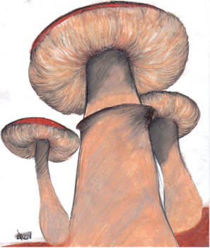 muShrooms