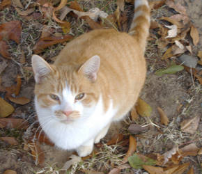 cat in  leaves