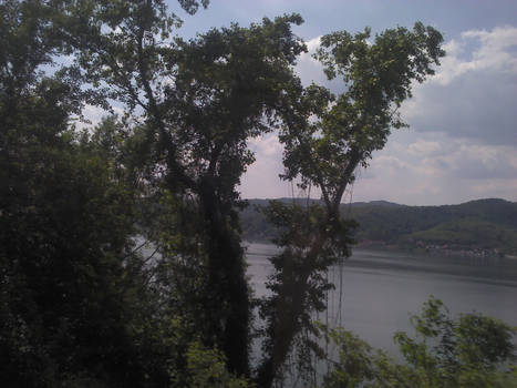 Paradise_Danube_Tree