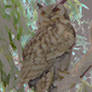 Eagle Owl