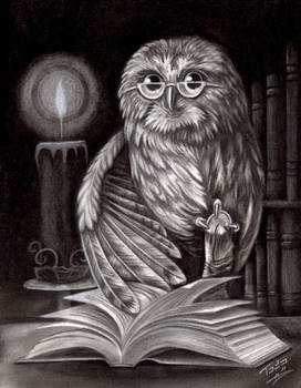 Owl and Book