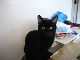My black cat ... Mr Noireau