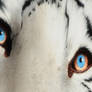 Airbrush Tiger Eyes