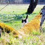 Cat and spring