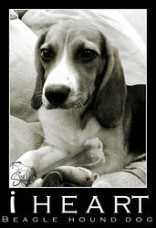 i HEART BEAGLE