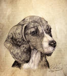 Bagel the Beagle in Pencil by shilohs