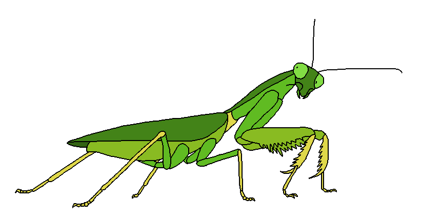 Mants Deviantart Giant Mantis by Haken373737 on DeviantArt