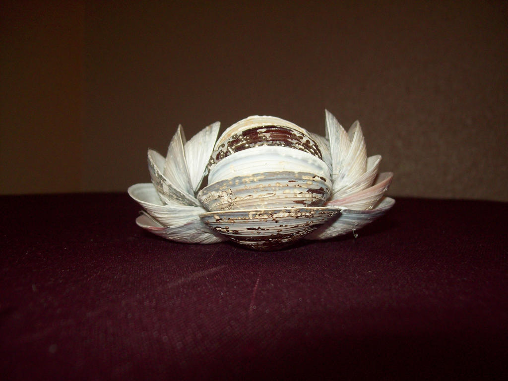 side shells 2 by THEKIDWITHAKNIFE on DeviantArt