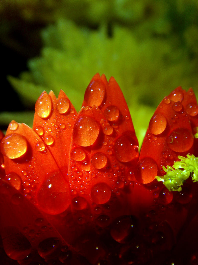 Water on a Petal 3