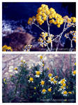 Yeah, They were all Yellow. by Mara87