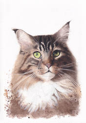 Jerka - Commissioned Portrait of a Maine Coon cat