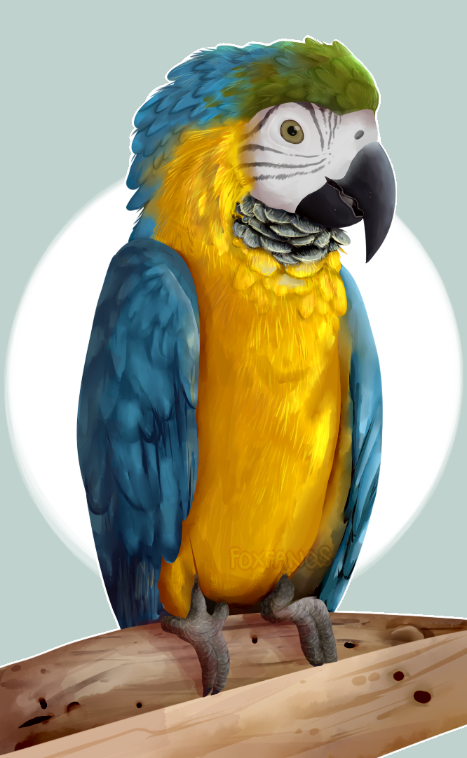 fluffy birb