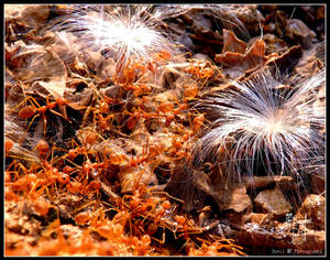 Ants Colony