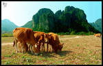 Moos in Vang Vieng by DenisLi