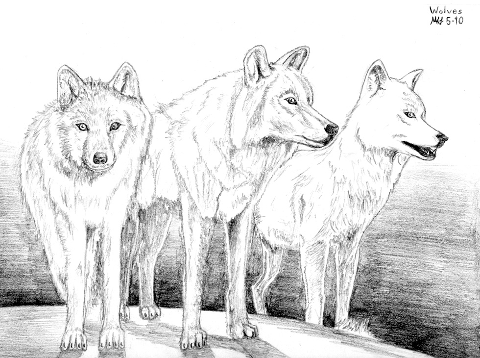 Three White Wolves