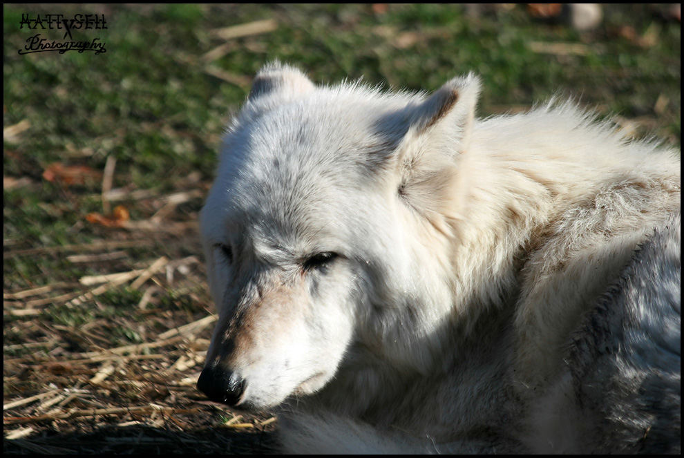 Tired wolf