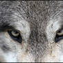 Eyes of the Wolf