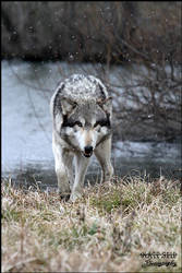 Wolfgang Stalks