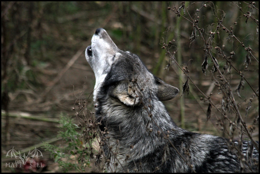 Dakota Howls