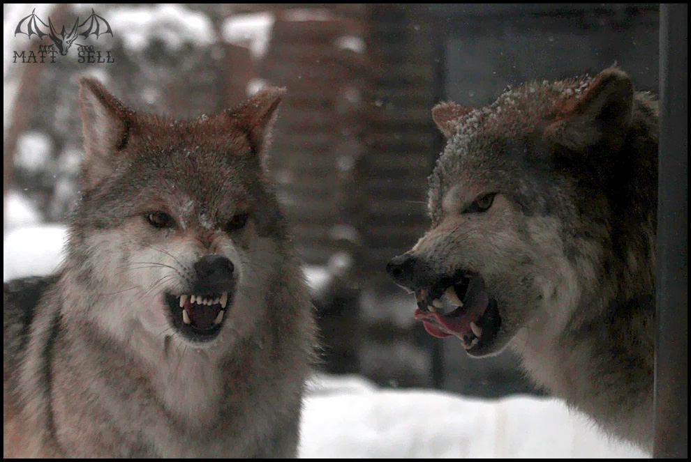 Mean Wolves