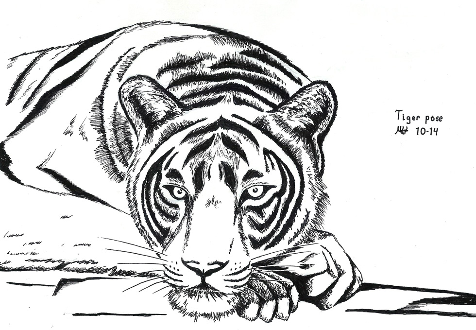 Tiger Pose