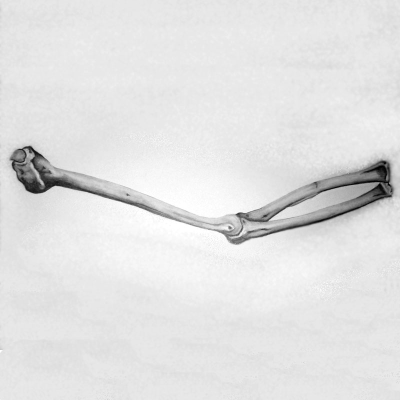 Arm Bone