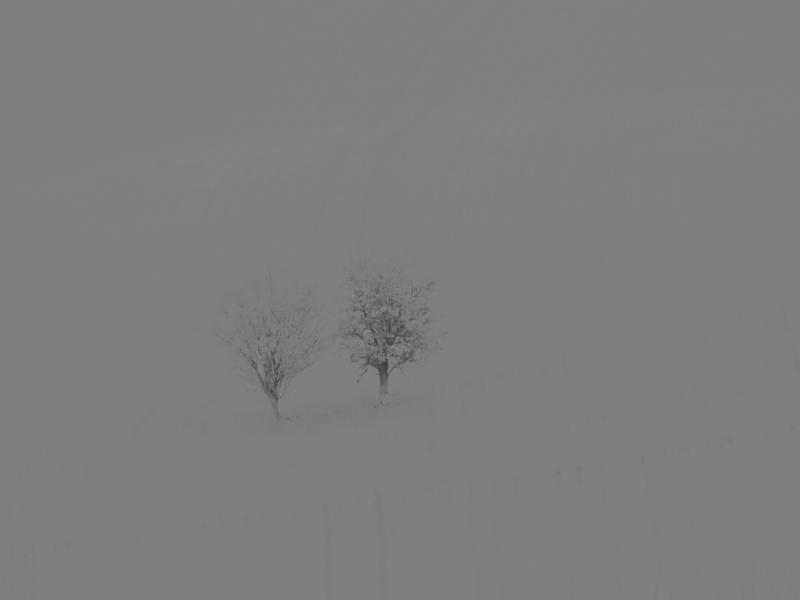 two trees