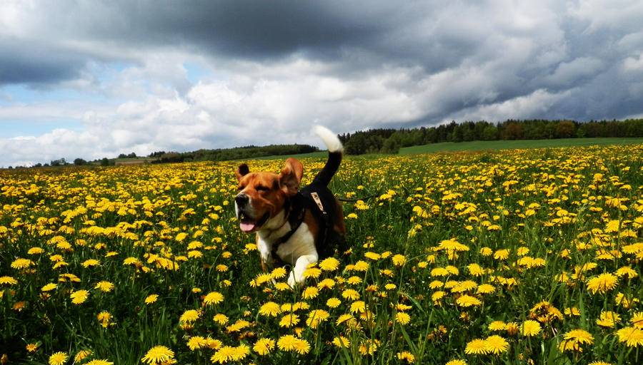 Running beagle