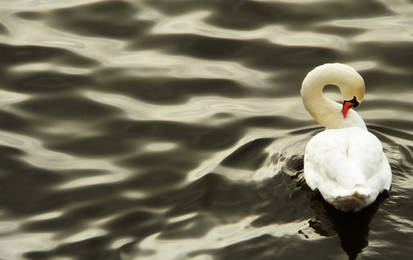 Swan in Prague