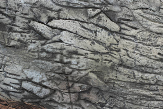 Tree Bark Texture