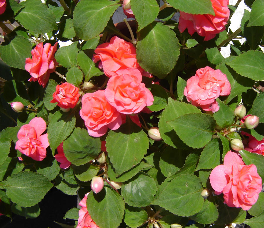 Litton Roses Little roses by YamiNoShiroiTora on DeviantArt