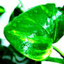 Green Leaf