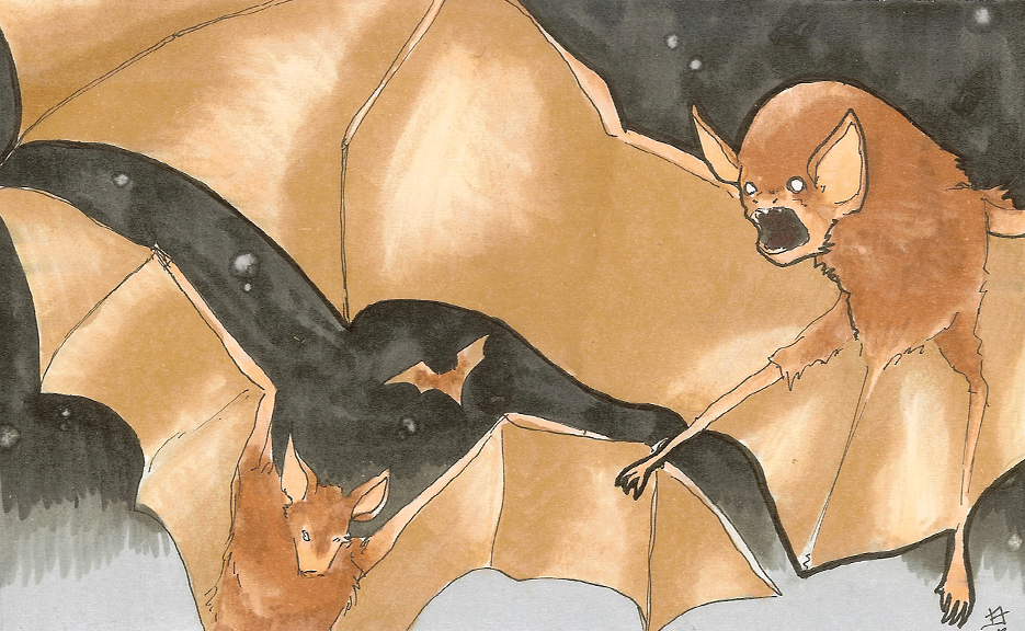 Bat