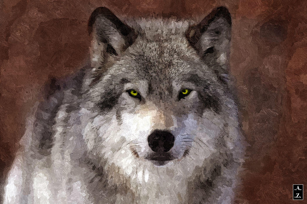Wolf by AnterZ8 on DeviantArt