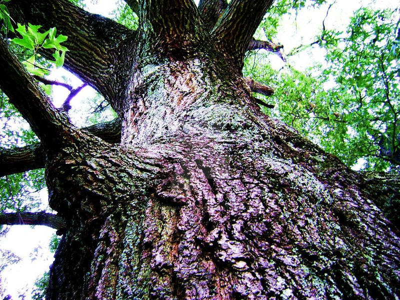 Raynu Tree Rainbow Tree by Magyk-Hatsuharu on DeviantArt