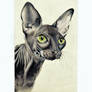 Sphynx cat