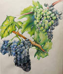 grapes doodle by Purple-Nightmaren