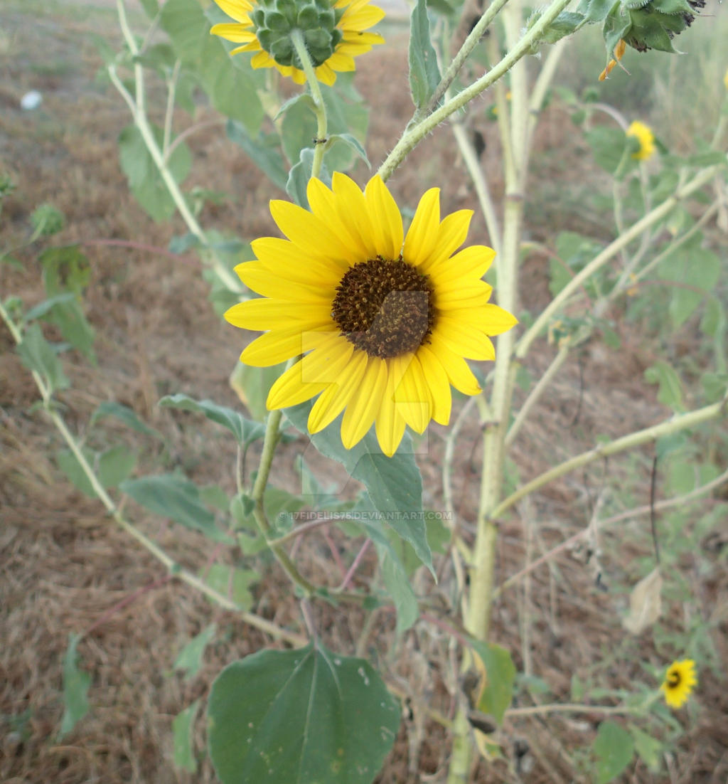 Sun Flower